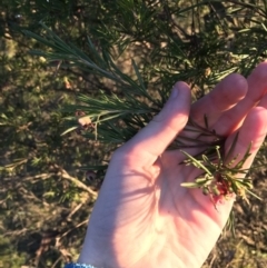 Grevillea rosmarinifolia subsp. rosmarinifolia at Hughes, ACT - 28 Jun 2021