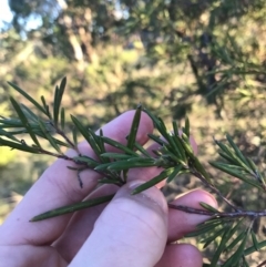 Grevillea rosmarinifolia subsp. rosmarinifolia at Hughes, ACT - 28 Jun 2021