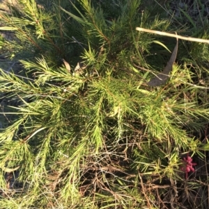 Grevillea rosmarinifolia subsp. rosmarinifolia at Hughes, ACT - 28 Jun 2021