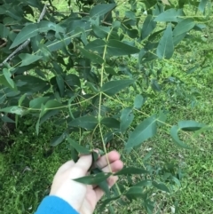 Eucalyptus elata (River Peppermint) at Federal Golf Course - 28 Jun 2021 by Tapirlord