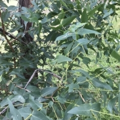 Eucalyptus elata at Garran, ACT - 28 Jun 2021