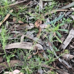Lepidium africanum (Common Peppercress) at Garran, ACT - 28 Jun 2021 by Tapirlord