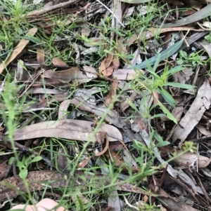 Lepidium africanum at Garran, ACT - 28 Jun 2021