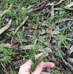 Lepidium africanum at Garran, ACT - 28 Jun 2021