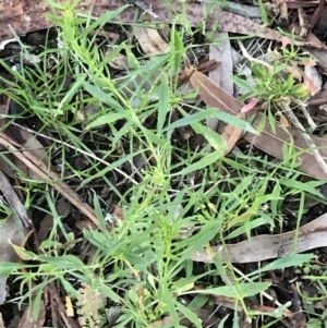 Lepidium africanum at Garran, ACT - 28 Jun 2021