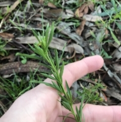 Lepidium africanum at Garran, ACT - 28 Jun 2021