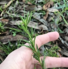 Lepidium africanum at Garran, ACT - 28 Jun 2021