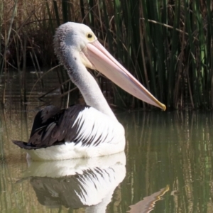 Pelecanus conspicillatus at Hume, ACT - 9 Jul 2021 01:00 PM