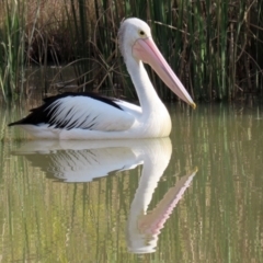 Pelecanus conspicillatus at Hume, ACT - 9 Jul 2021 01:00 PM