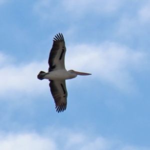 Pelecanus conspicillatus at Hume, ACT - 9 Jul 2021 01:00 PM