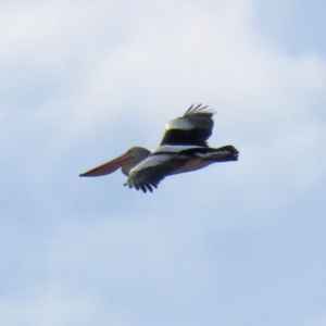 Pelecanus conspicillatus at Hume, ACT - 9 Jul 2021