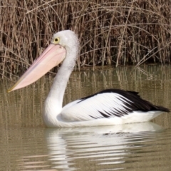 Pelecanus conspicillatus at Hume, ACT - 9 Jul 2021 01:00 PM