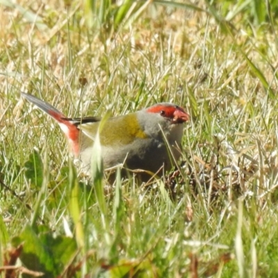 Neochmia temporalis (Red-browed Finch) at Hume, ACT - 9 Jul 2021 by RodDeb