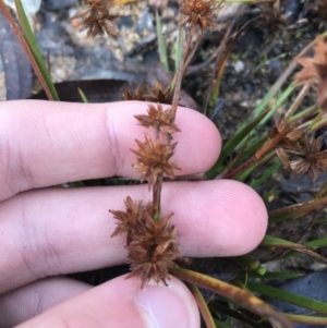 Juncus sp. at Rendezvous Creek, ACT - 29 Jun 2021 09:40 AM