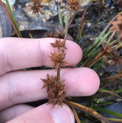 Juncus (genus) (A Rush) at Rendezvous Creek, ACT - 29 Jun 2021 by Tapirlord