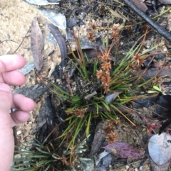 Juncus sp. at Rendezvous Creek, ACT - 29 Jun 2021