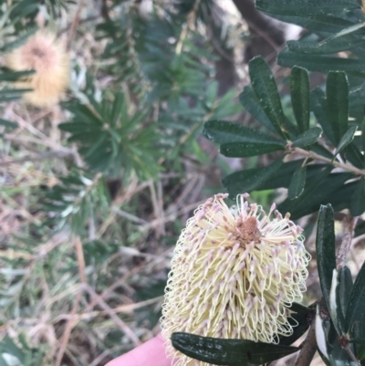 Banksia marginata (Silver Banksia) at Rendezvous Creek, ACT - 28 Jun 2021 by Tapirlord