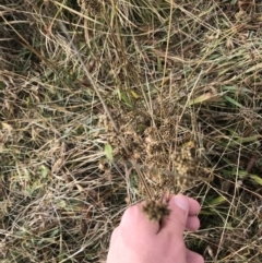 Juncus australis at Rendezvous Creek, ACT - 29 Jun 2021