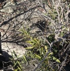 Lomatia myricoides at Rendezvous Creek, ACT - 29 Jun 2021