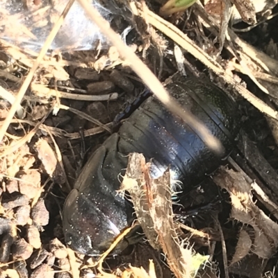 Panesthia australis (Common wood cockroach) at Rendezvous Creek, ACT - 29 Jun 2021 by Tapirlord