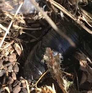 Panesthia australis at Rendezvous Creek, ACT - 29 Jun 2021 12:40 PM