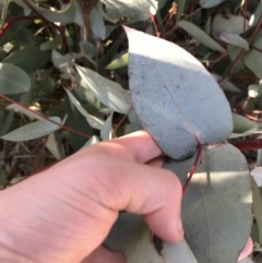 Eucalyptus dives (Broad-leaved Peppermint) at Rendezvous Creek, ACT - 29 Jun 2021 by Tapirlord