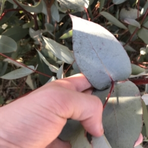 Eucalyptus dives at Namadgi National Park - 29 Jun 2021