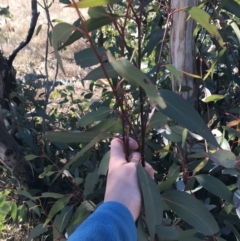 Eucalyptus dives at Namadgi National Park - 29 Jun 2021