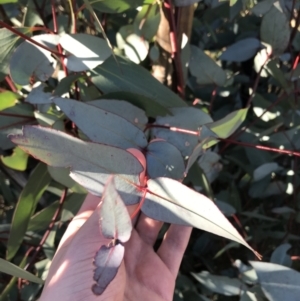 Eucalyptus dives at Namadgi National Park - 29 Jun 2021