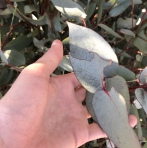 Eucalyptus dives at Namadgi National Park - 29 Jun 2021