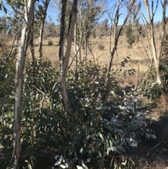 Eucalyptus dives at Namadgi National Park - 29 Jun 2021