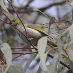 Ptilotula penicillata (White-plumed Honeyeater) at Holt, ACT - 9 Jul 2021 by AlisonMilton