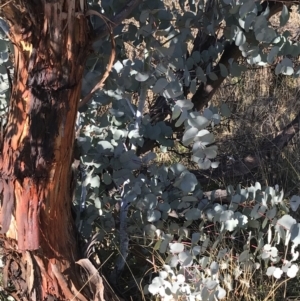 Eucalyptus rubida subsp. rubida at Rendezvous Creek, ACT - 29 Jun 2021