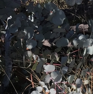 Eucalyptus rubida subsp. rubida at Rendezvous Creek, ACT - 29 Jun 2021