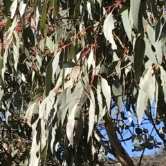 Eucalyptus rubida subsp. rubida at Rendezvous Creek, ACT - 29 Jun 2021