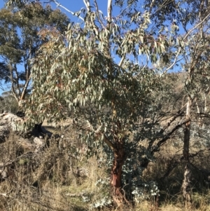 Eucalyptus rubida subsp. rubida at Rendezvous Creek, ACT - 29 Jun 2021