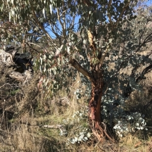 Eucalyptus rubida subsp. rubida at Rendezvous Creek, ACT - 29 Jun 2021 01:42 PM