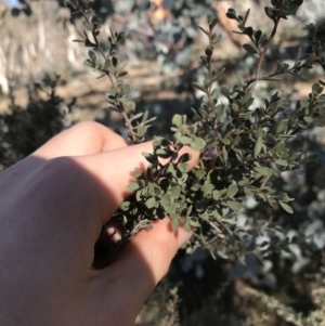 Leptospermum myrtifolium at Rendezvous Creek, ACT - 29 Jun 2021