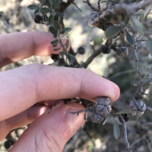 Leptospermum myrtifolium at Rendezvous Creek, ACT - 29 Jun 2021