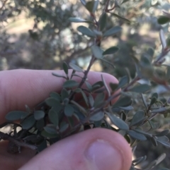 Leptospermum myrtifolium at Rendezvous Creek, ACT - 29 Jun 2021 01:46 PM