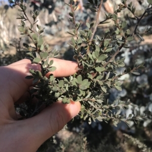 Leptospermum myrtifolium at Rendezvous Creek, ACT - 29 Jun 2021