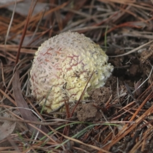 Amanita muscaria at Holt, ACT - 9 Jul 2021 02:32 PM