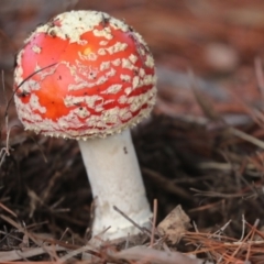 Amanita muscaria at Holt, ACT - 9 Jul 2021 02:32 PM