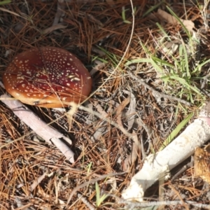 Amanita muscaria at Holt, ACT - 9 Jul 2021 02:32 PM