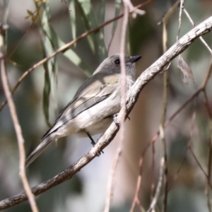 Pachycephala pectoralis at Higgins, ACT - 9 Jul 2021