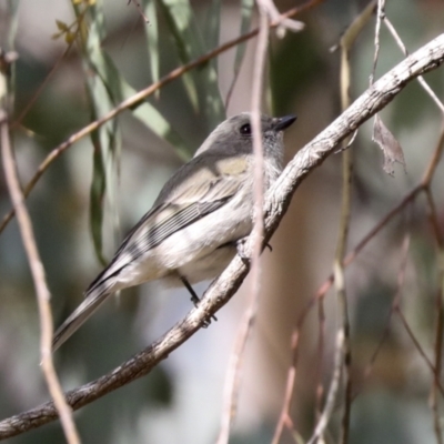 Pachycephala pectoralis (Golden Whistler) at Higgins, ACT - 9 Jul 2021 by AlisonMilton