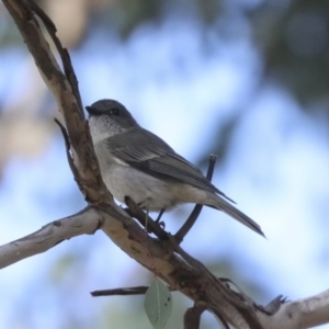 Pachycephala pectoralis at Higgins, ACT - 9 Jul 2021