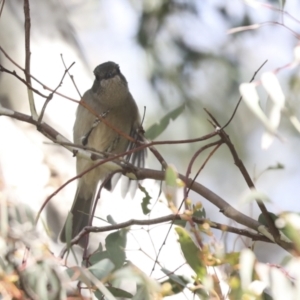 Pachycephala pectoralis at Higgins, ACT - 9 Jul 2021