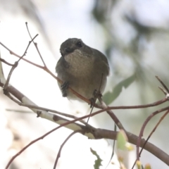 Pachycephala pectoralis at Higgins, ACT - 9 Jul 2021