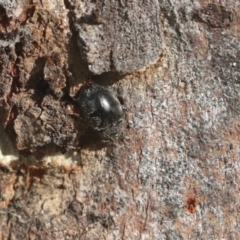 Coccinellidae (family) (Unidentified lady beetle) at Holt, ACT - 9 Jul 2021 by AlisonMilton